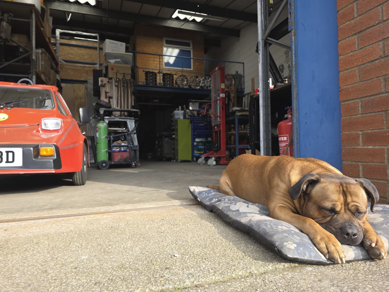 Billy asleep outside the Rebuild Custom workshop