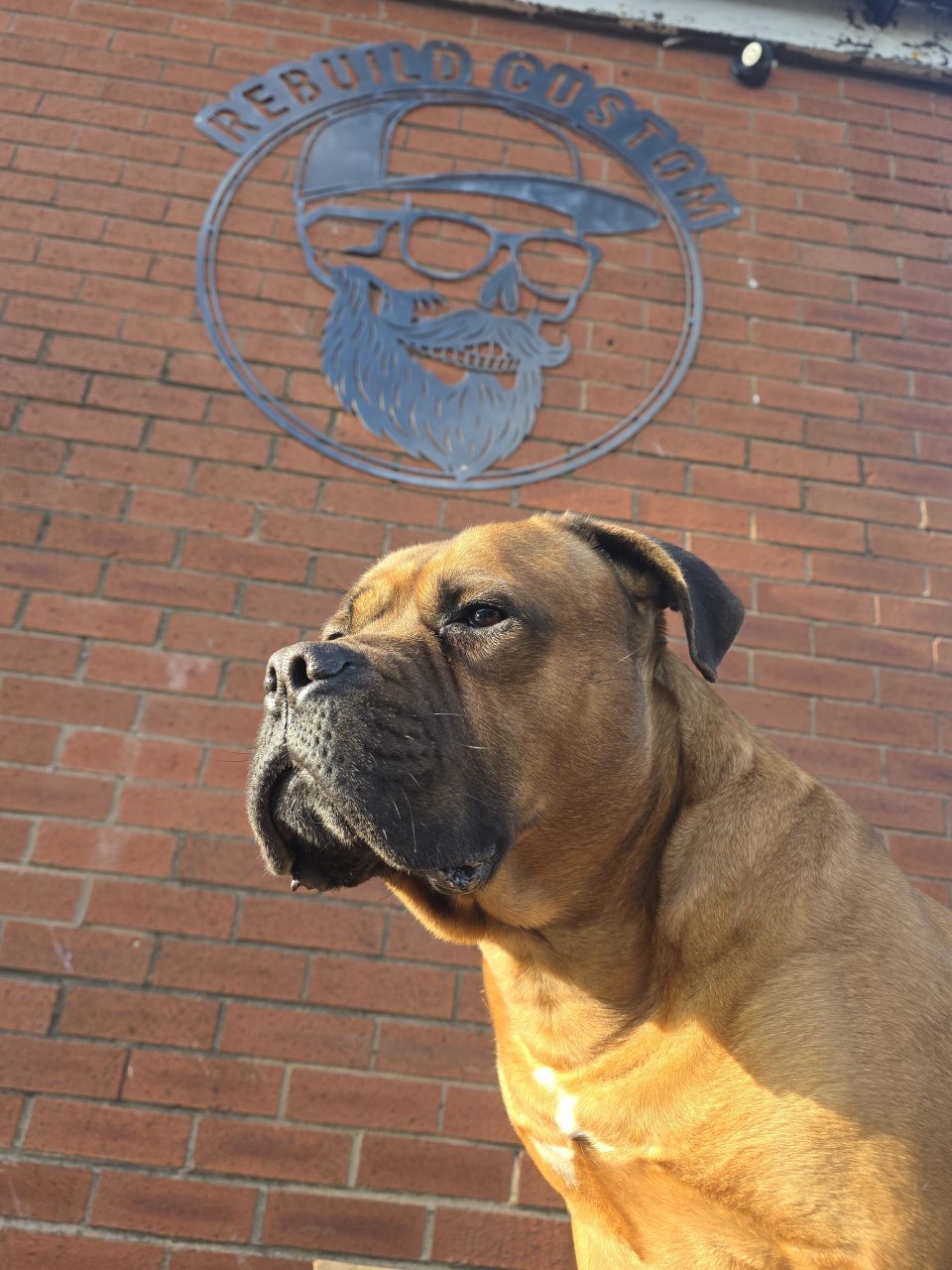 Billy, the large workshop dog, sitting in front of the Rebuild Custom sign